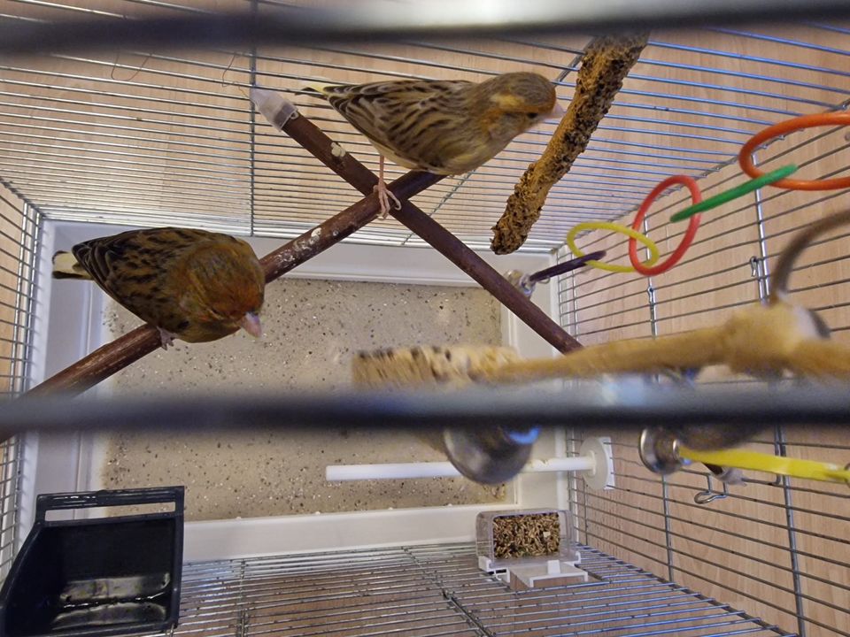 2 Kanarienvögel mit Käfig in Chemnitz