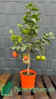 Citrus meyeri x Citrus sinensis "Arcobal" Orangenbaum 70-90cm Niedersachsen - Springe Vorschau