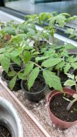 Tomatenpflanzen "Berner Rose" Berlin - Köpenick Vorschau