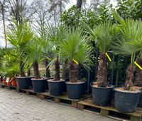 chinesische hanfpalme trachycarpus fortunei palme winterhart Lingen (Ems) - Wachendorf Vorschau