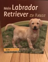 Ein Labrador Retriever zu Hause Saarland - Blieskastel Vorschau