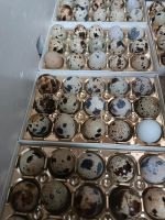 Wachteln Eier BE (keine) Bruteier Legewachteln 70 cent pro Ei Sachsen-Anhalt - Wettin-Löbejün Vorschau