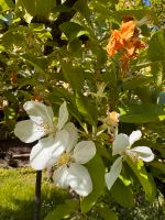 Biete kostenlose Bienenweide / Bienen / Bienenvolk Kr. Altötting - Garching an der Alz Vorschau