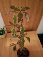 Pflanze pink variegata / Pseuderanthemum atro Leipzig - Altlindenau Vorschau