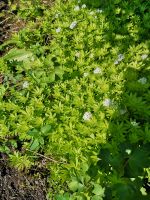 Waldmeister-Pflanzen Findorff - Weidedamm Vorschau