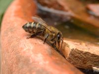 Fange Bienenschwärme in Berlin P'berg Weißensee Pankow F'hain + Pankow - Prenzlauer Berg Vorschau