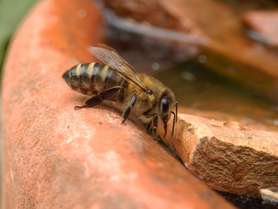 Fange Bienenschwärme in Berlin P'berg Weißensee Pankow F'hain + in Berlin