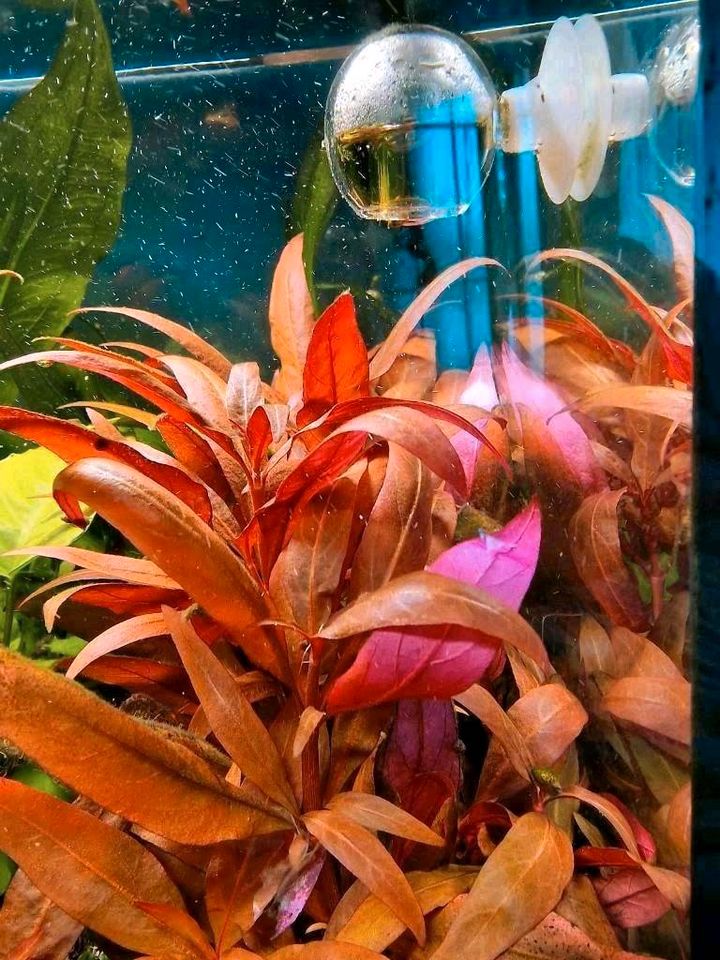 Verschiedene Wasserpflanzen/Aquariumplanzen ⭐️Pflanzenpaket⭐️ in Augustdorf