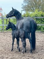 Rapp Hengstfohlen von Glamorous x Fürsten-Look Bayern - Donauwörth Vorschau