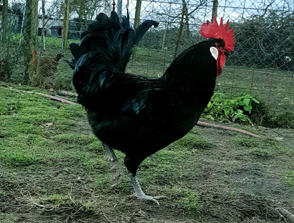 Französischen Barbezieux XXL Eier Leger hatching egs in Sendenhorst