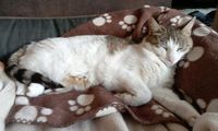 Katze vermisst Nordrhein-Westfalen - Dormagen Vorschau