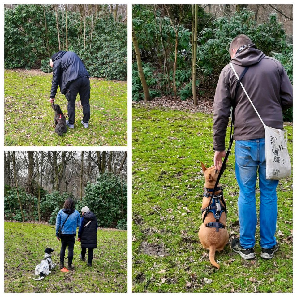 Hundetrainer-in/mobile Hundeschule, Mantrailing im Wendland in Lüchow