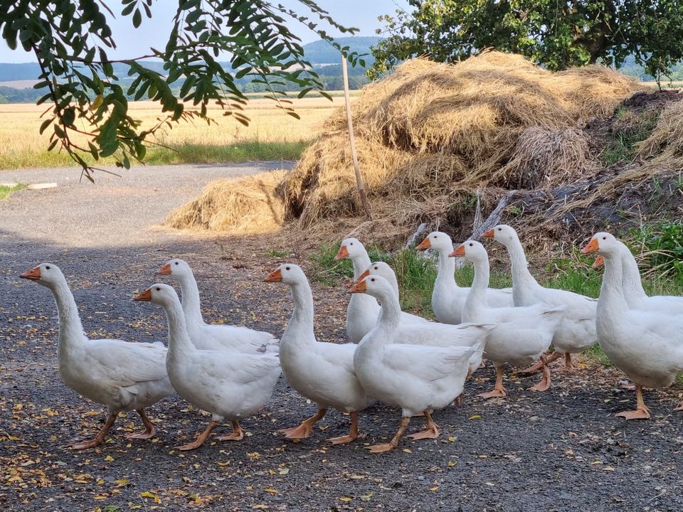 Bioabfall/ Laub/Gras/Mist/altes Heu gesucht in Vierkirchen