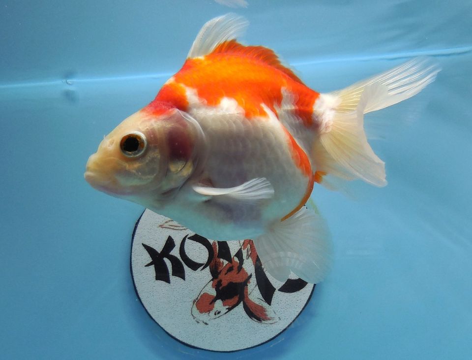 KOI 13 Anz. 10. 2024 - Goldfisch - Schleierschwanz - Oranda & Co in Kerpen