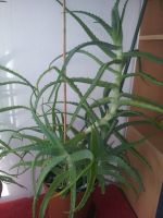 Aloe Vera Pflanzen, Aloevera, arborescens Heilaloe, Heilpflanzen Nordrhein-Westfalen - Siegen Vorschau