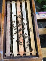 Bienenableger Bienenvölker Carnica 2024 Niedersachsen - Walchum Vorschau