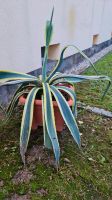 Agave mit Topf Dresden - Leuben Vorschau