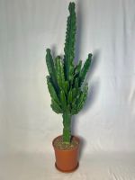 Euphorbia Erytrea - 130 cm, Cactaceae, Kaktus Nordrhein-Westfalen - Geldern Vorschau