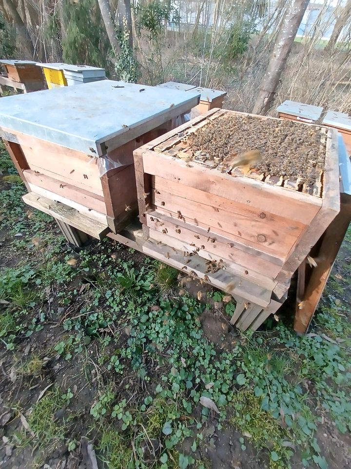 Bienenvölker Zander Bienen Imkerei in Fürth