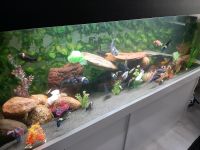 Malawi Aquarium 750lieter 2mlang 65breit Hamburg - Hamburg-Nord Vorschau