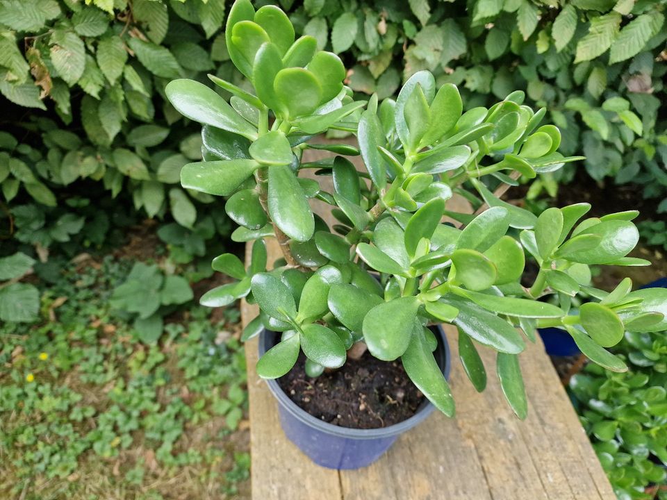 Geldbaum / Crassula  - Zimmerpflanze in Saarbrücken