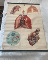 Vintage Anatomie Poster Atmung Pankow - Prenzlauer Berg Vorschau