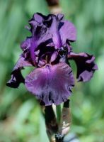 Hohe Bart Iris/Schwertlilie aus privatem Garten Kr. München - Ottobrunn Vorschau