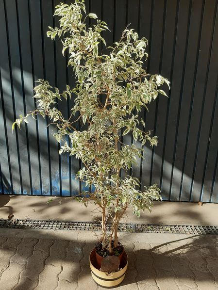 Ficus Benjamini Birkenfeige 140 cm hoch in Östringen