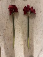 Deko rot weihnachten ritterstern amaryllis künstlich grün Nordrhein-Westfalen - Alpen Vorschau