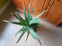 Echte Aloe vera XXL Heilpfl Raumluftreiniger 99 X 74 cm 18.3kg Thüringen - Jena Vorschau
