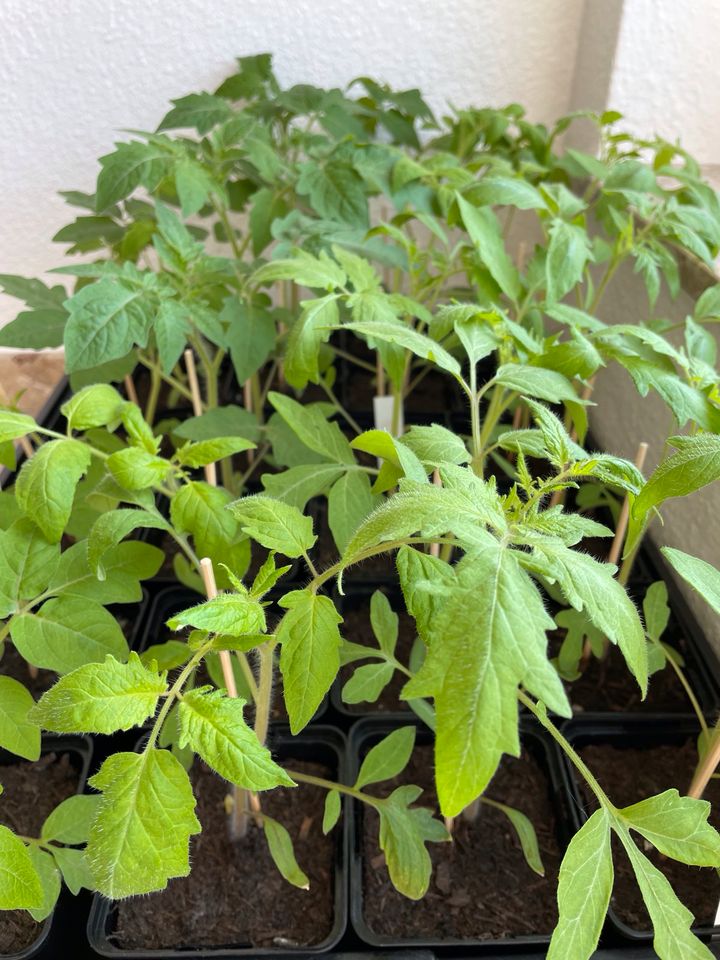Bio-Tomate „Black Krim“ Tomatenpflanze in Köln