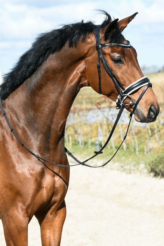 GLITZER TRENSEN shetty, pony, vb/cob, wb/full, kb/extra full €58,95 NEU in Rehburg-Loccum