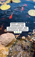 Goldfische zur Selbstabholung in Emskirchen bzw. Hagenbüchach Bayern - Emskirchen Vorschau