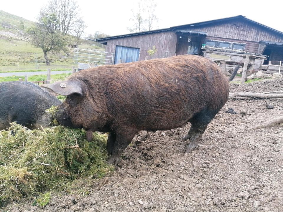 Wollschweine gedeckt vom Iberico Eber in Bad Berleburg