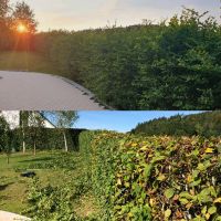 Grünschnitt I Grünpflege I Hecke I Rasen I Garten I Service Baden-Württemberg - Schorndorf Vorschau