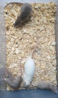 Ratten Mänchen in verschiedenen Farben Bayern - Mellrichstadt Vorschau