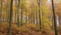 Waldgrundstück Thüringen - Elxleben an der Gera Vorschau