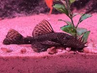 Brauner Antennenwels Ancistrus Wels Aquarium Fische Bochum - Bochum-Wattenscheid Vorschau