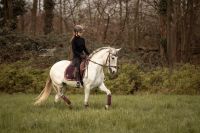 Andalusierstute wie Reitpony  Freizeitpferd Nordrhein-Westfalen - Meerbusch Vorschau