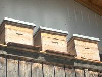 Reserviert… Bienenvolk Dadant US Bayern - Oberaudorf Vorschau