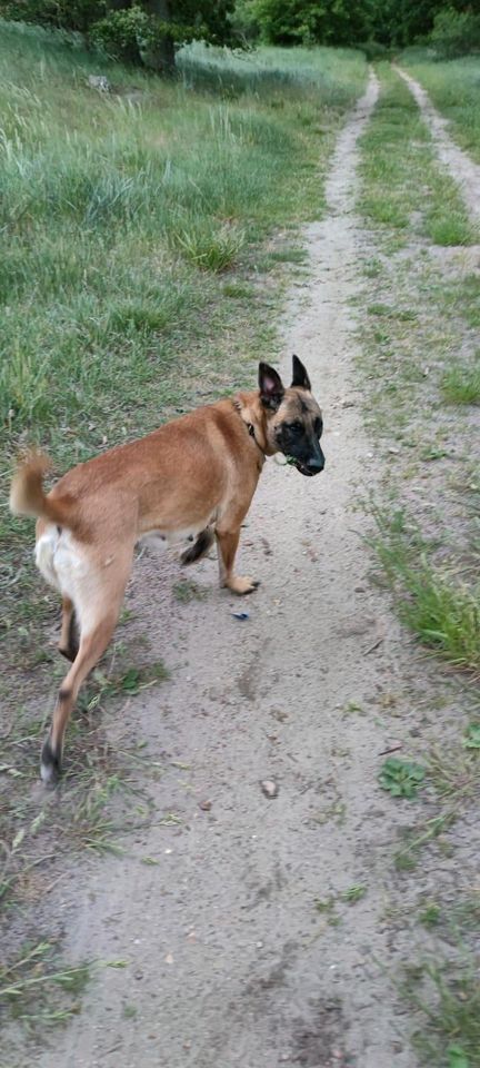 Malinois Hündin 4 Jahre Schäferhund in Ferdinandshof