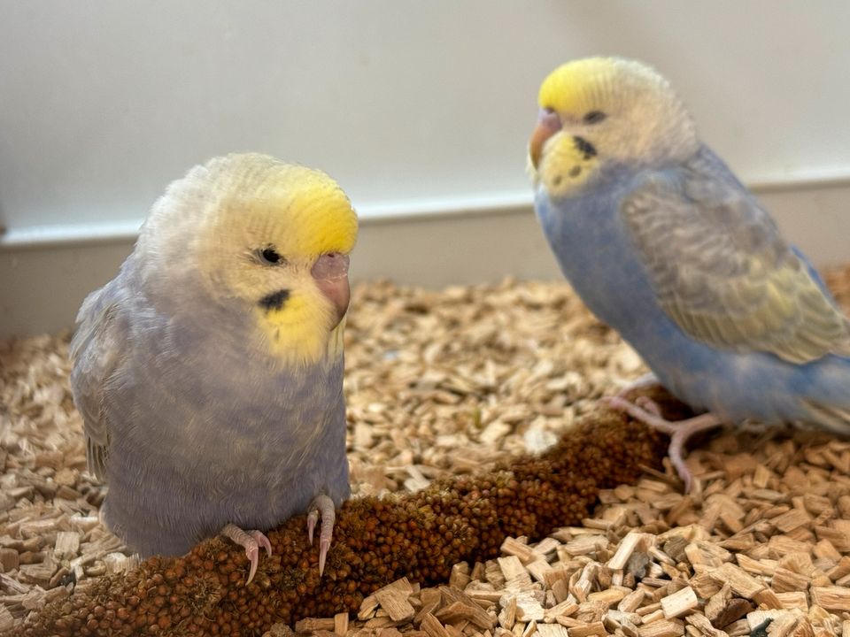 Wellensittich Rainbows - Jungvögel - in Waldthurn