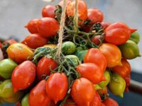 Piennolo del Vesuvio Tomatenpflanzen Tomaten Pflanzen Sachsen - Hartenstein Vorschau