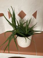 Aloe Vera Pflanze Kr. Altötting - Marktl Vorschau