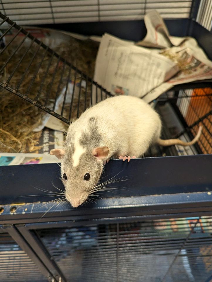 3 männliche Ratten und bei Interesse mit Stall in Oberfell