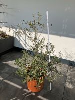 Olive Olivenbaum Topf Pflanze Baden-Württemberg - Sinsheim Vorschau
