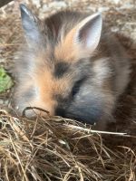Zwergkaninchen Babys Kaninchen abzugeben Nordrhein-Westfalen - Bedburg Vorschau