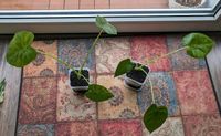 Alocasia Gageana Aurea Jungpflanzen Kreis Pinneberg - Wedel Vorschau