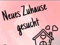 Suche Wohnung in Escheburg, Alten- oder Neuengamme, Lohbrügge ect Hamburg-Mitte - Hamburg Horn Vorschau