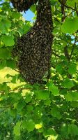 Suche Bienenschwarm Bienen Imkerei Baden-Württemberg - Bad Buchau Vorschau